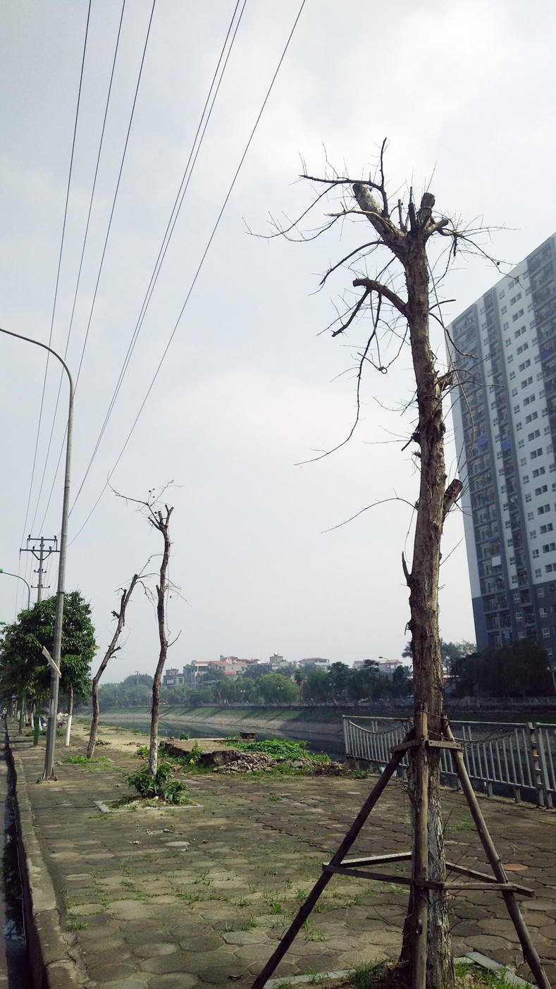 Anh: Cay xanh chet hang loat, quan chan bong o Ha Noi-Hinh-9