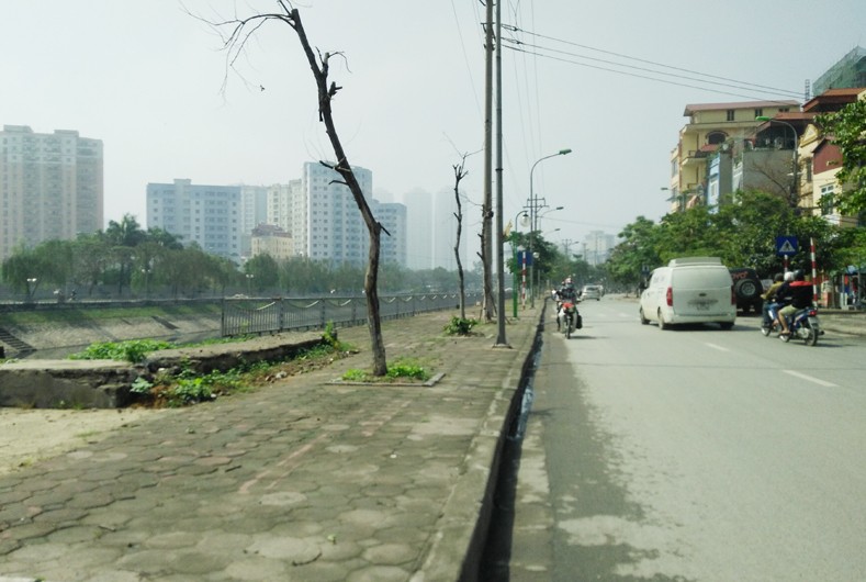 Anh: Cay xanh chet hang loat, quan chan bong o Ha Noi