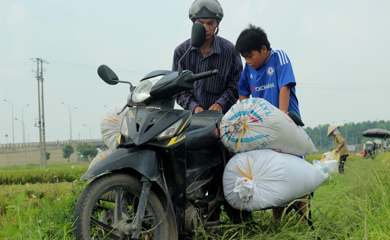 Tet thieu nhi cua nhung dua tre di gat lua cung bo me o Ha Noi-Hinh-4