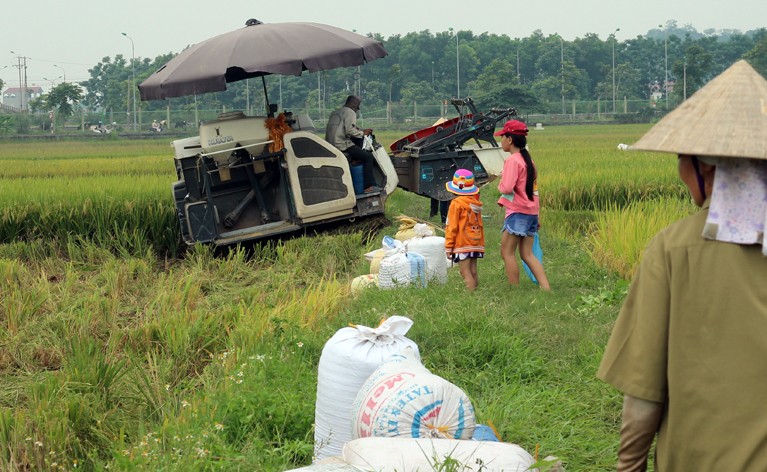 Tet thieu nhi cua nhung dua tre di gat lua cung bo me o Ha Noi