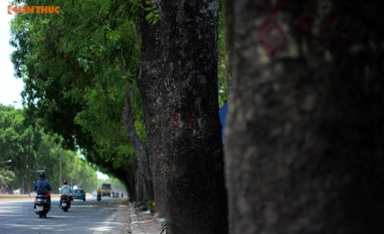 Ngay mai, chat ha hon 1.000 cay xanh tren duong Pham Van Dong-Hinh-2