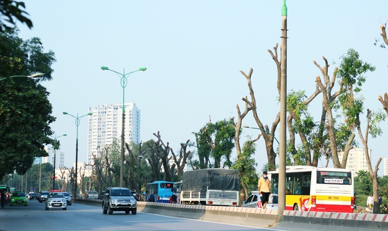 1000 cay xanh tren duong Pham Van Dong se di ve dau?-Hinh-3