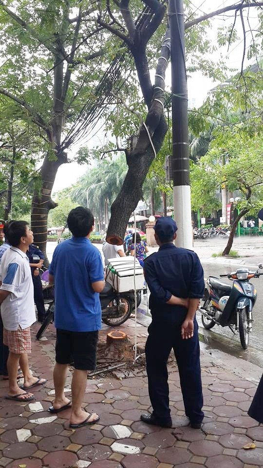 Tao ton cat trom cay sua do ngay giua Ha Noi