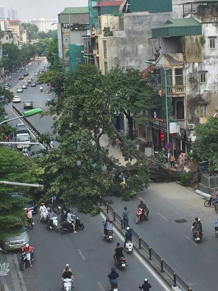 Ha Noi: Cay co thu bat goc, nguoi di duong hoang loan