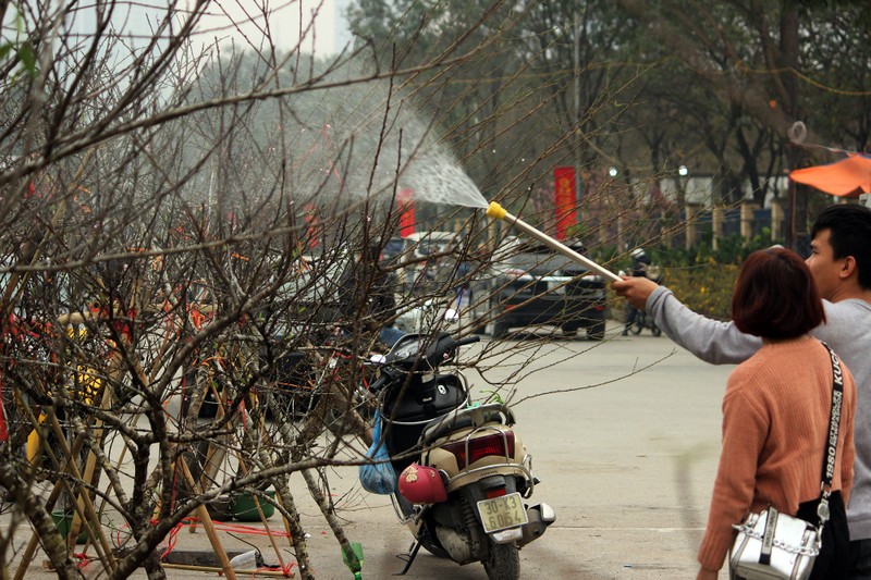 Dao rung Son La bi dao goc re dem xuong Ha Noi ban Tet tien khung-Hinh-12