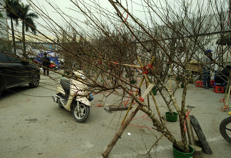 Dao rung Son La bi dao goc re dem xuong Ha Noi ban Tet tien khung