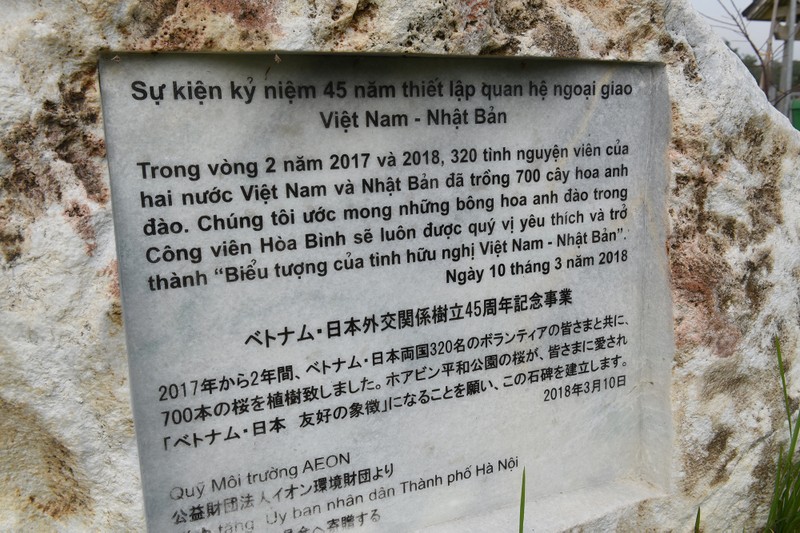 Hoa anh dao Nhat Ban bung no giua troi Ha Noi dung Tet Nguyen dan-Hinh-2