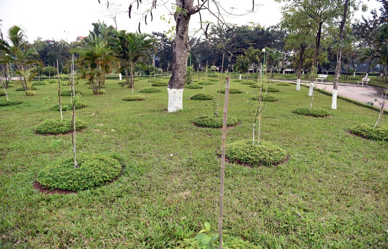 Hoa anh dao Nhat Ban bung no giua troi Ha Noi dung Tet Nguyen dan