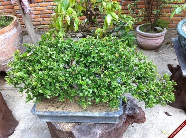 Sam nui bonsai cay cuc quy hiem lai con la cay thuoc o mien Trung-Hinh-4