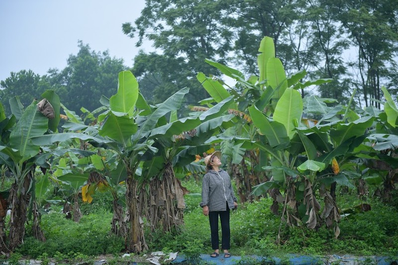 Nghe doc nhat vo nhi: Be la chuoi, 