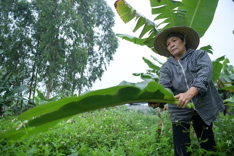 Nghe doc nhat vo nhi: Be la chuoi, 