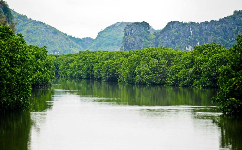 Nhung canh rung ngap man chong bien doi khi hau tuyet dep o Cat Ba-Hinh-2