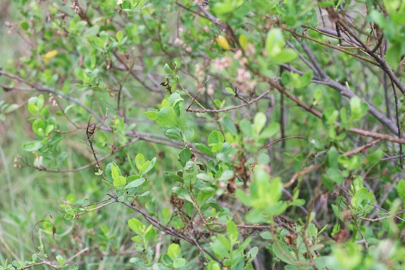 Nhung canh rung ngap man chong bien doi khi hau tuyet dep o Cat Ba-Hinh-7