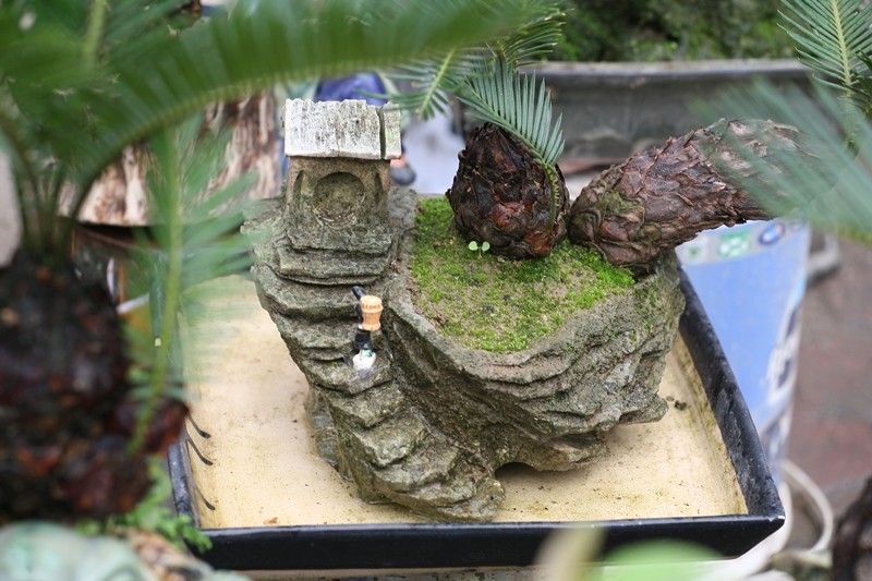 Van tue bonsai choi Tet co truyen gia ca chuc trieu dong/chau-Hinh-6