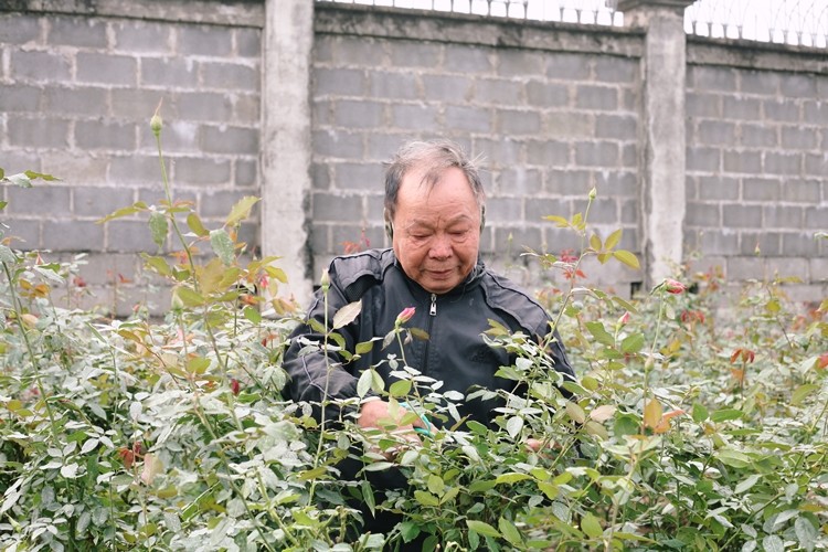 Thoi tiet lanh sau, nguoi dan lang hoa Tay Tuu lo that thu mua Tet-Hinh-9