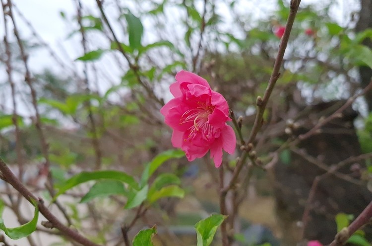 Dao khung gia 100 trieu xuong pho Ha Noi cho khach mua choi Tet-Hinh-7