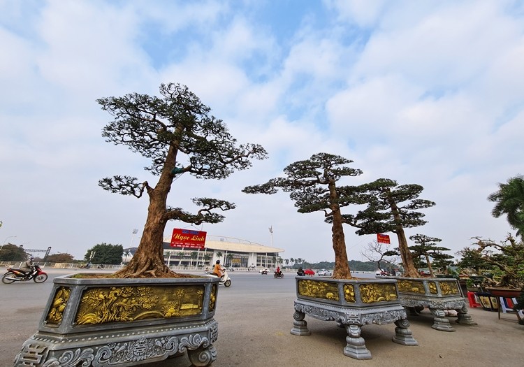 Chau cay tung dang gia ca gia tai... cho dai gia san ve don Tet