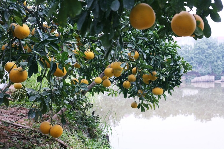 Nong dan trong buoi Dien o Ha Noi kiem tien ty vu Tet-Hinh-2