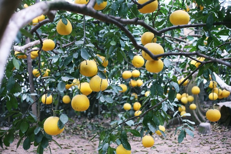 Nong dan trong buoi Dien o Ha Noi kiem tien ty vu Tet-Hinh-6