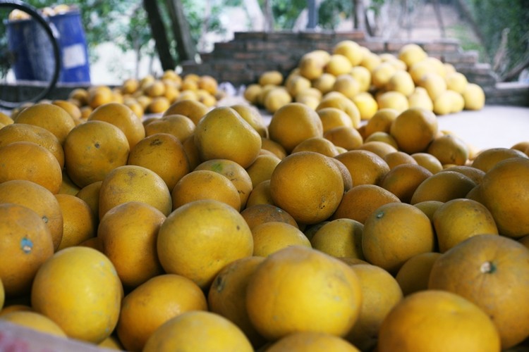 Nong dan trong buoi Dien o Ha Noi kiem tien ty vu Tet-Hinh-7