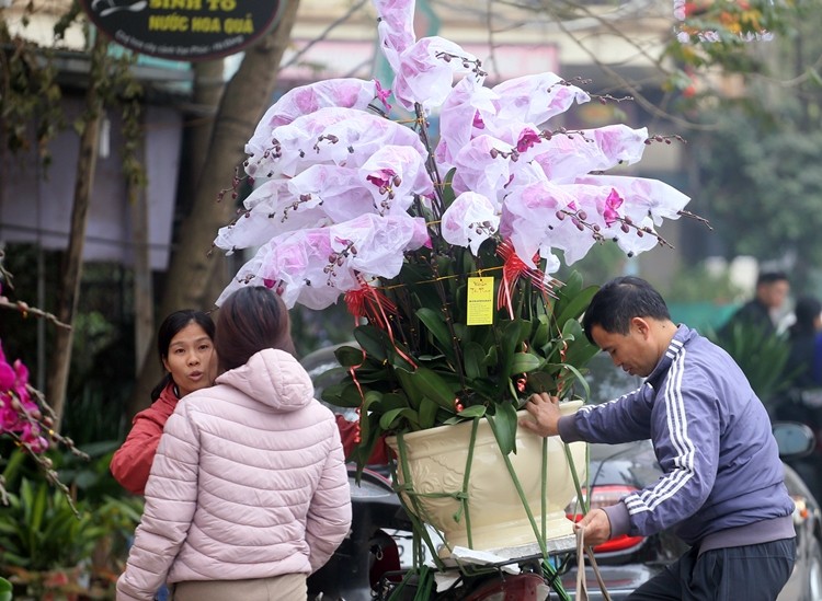 Nguoi dan Ha Noi “tranh nhau” mua cay canh o cho hoa Van Phuc-Hinh-13