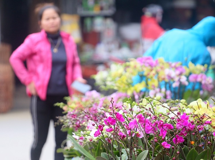 Nguoi dan Ha Noi “tranh nhau” mua cay canh o cho hoa Van Phuc-Hinh-4