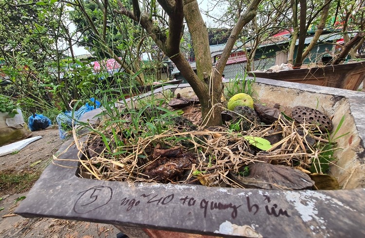 Ha Noi: Buoi canh day nu dat hang sau Tet-Hinh-10