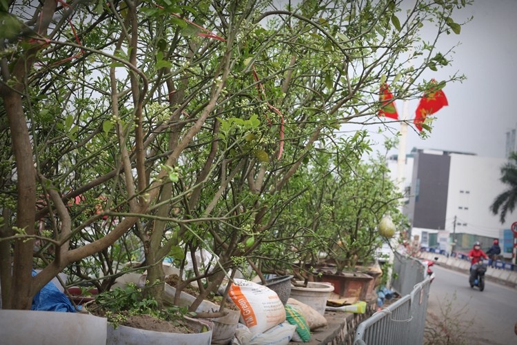 Ha Noi: Buoi canh day nu dat hang sau Tet-Hinh-2