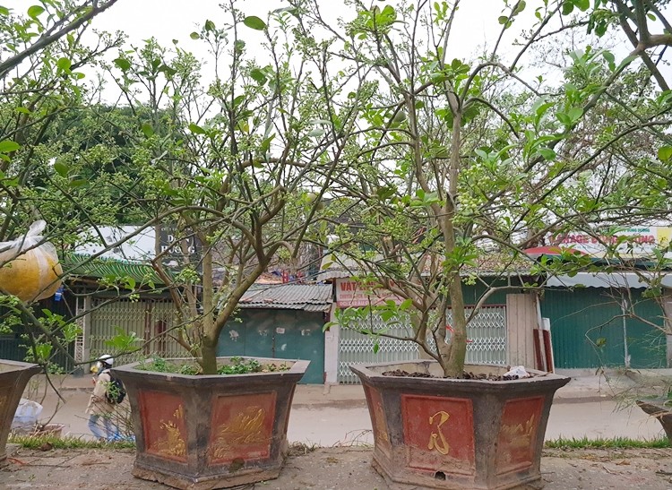 Ha Noi: Buoi canh day nu dat hang sau Tet-Hinh-6