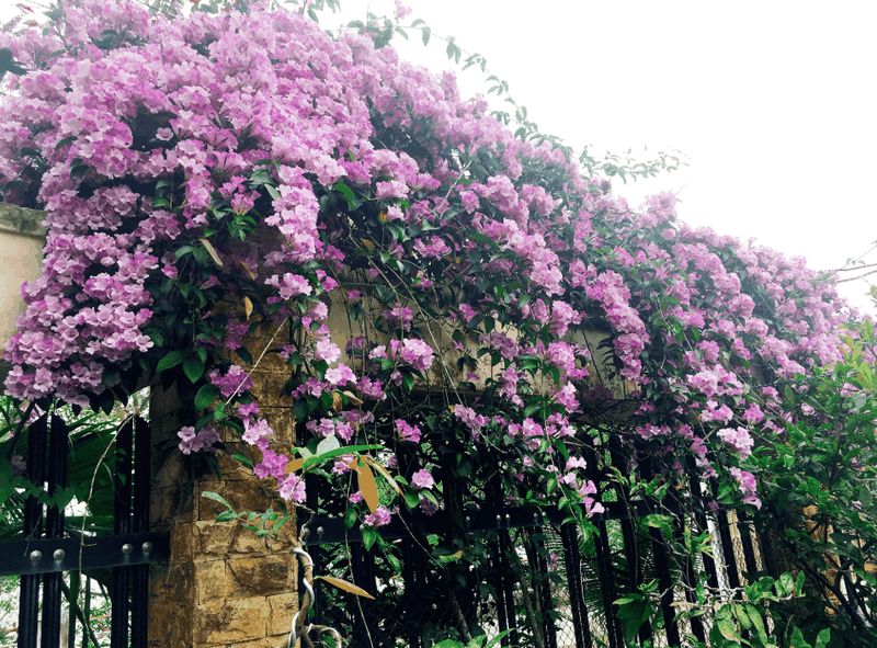 Nhung loai cay khong nen trong quanh nha vi thu hut ran-Hinh-4