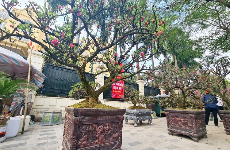 Ha Noi: Hinh anh tram lang o cho hoa Tet tren duong Lac Long Quan-Hinh-3