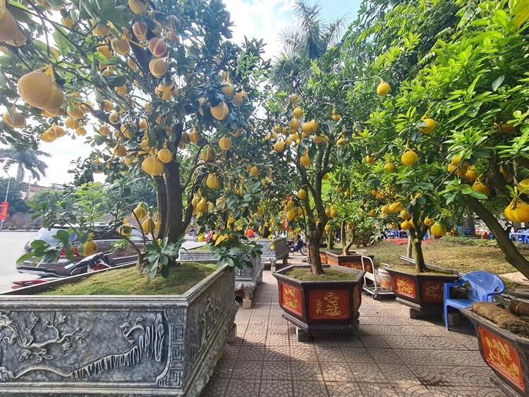 Ha Noi: Hinh anh tram lang o cho hoa Tet tren duong Lac Long Quan-Hinh-8