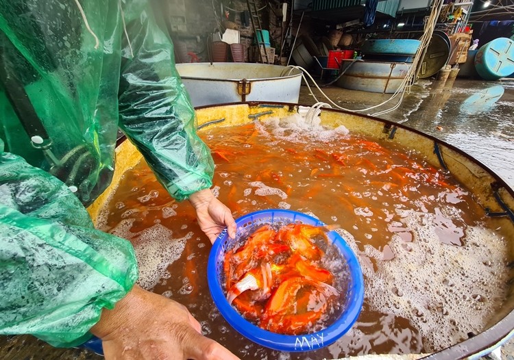 Ha Noi: Cho Yen So do ruc ca chep truoc ngay tien ong Cong ong Tao ve troi-Hinh-12