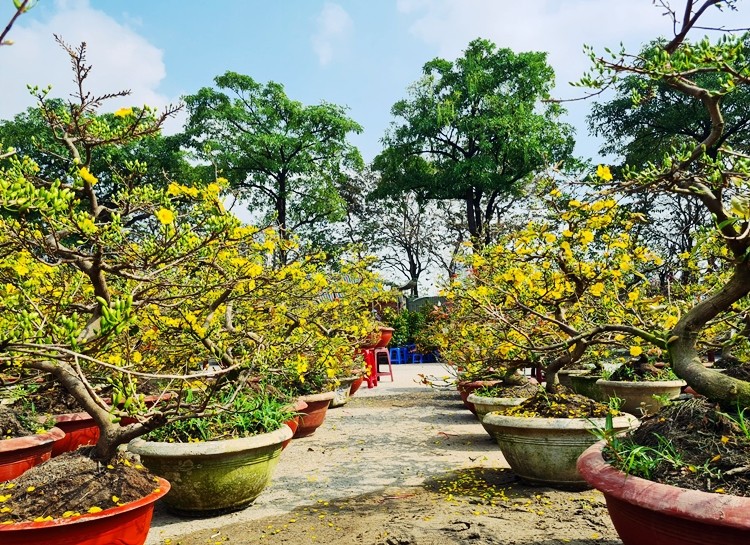 Me man mai vang Binh Dinh khoe sac ruc ro o cho hoa Tet Ha Noi-Hinh-2