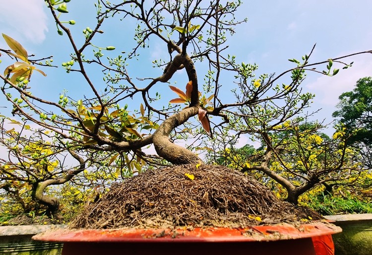 Me man mai vang Binh Dinh khoe sac ruc ro o cho hoa Tet Ha Noi-Hinh-4