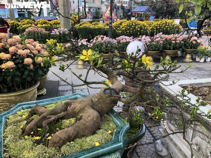 Ngam nhung 'cu' mai duoc ‘het’ gia tram trieu don Tet Nham Dan-Hinh-5