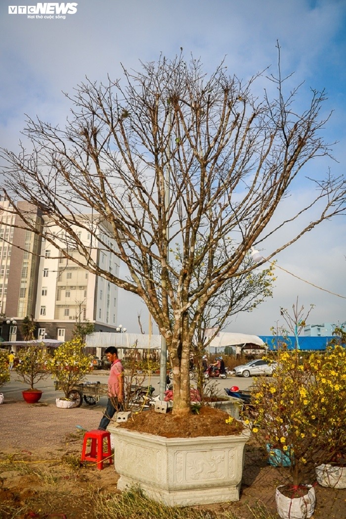 Ngam nhung 'cu' mai duoc ‘het’ gia tram trieu don Tet Nham Dan-Hinh-7