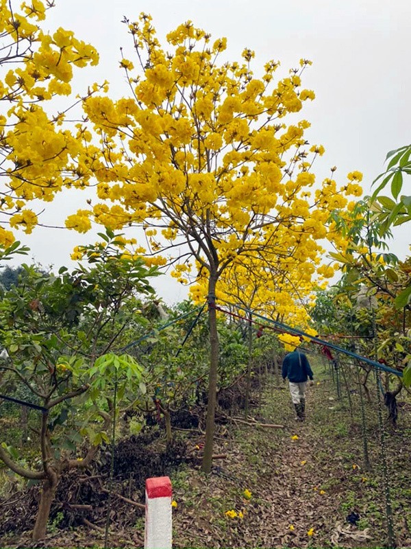 Cuong hoa phong linh, dan Ha thanh ru nhau mua trong, gia 5 trieu/cay