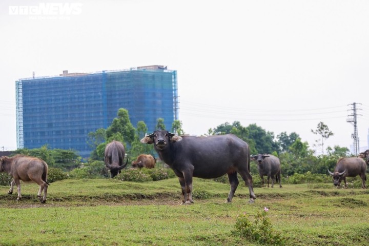 Ha Tinh: Muc so thi du an gan 2000 ty diu hiu, thanh noi tha trau bo-Hinh-9