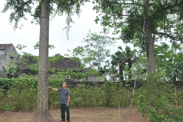 Lao nong Phu Tho so huu vuon cay la, vat la ban duoc nua ty dong/nam