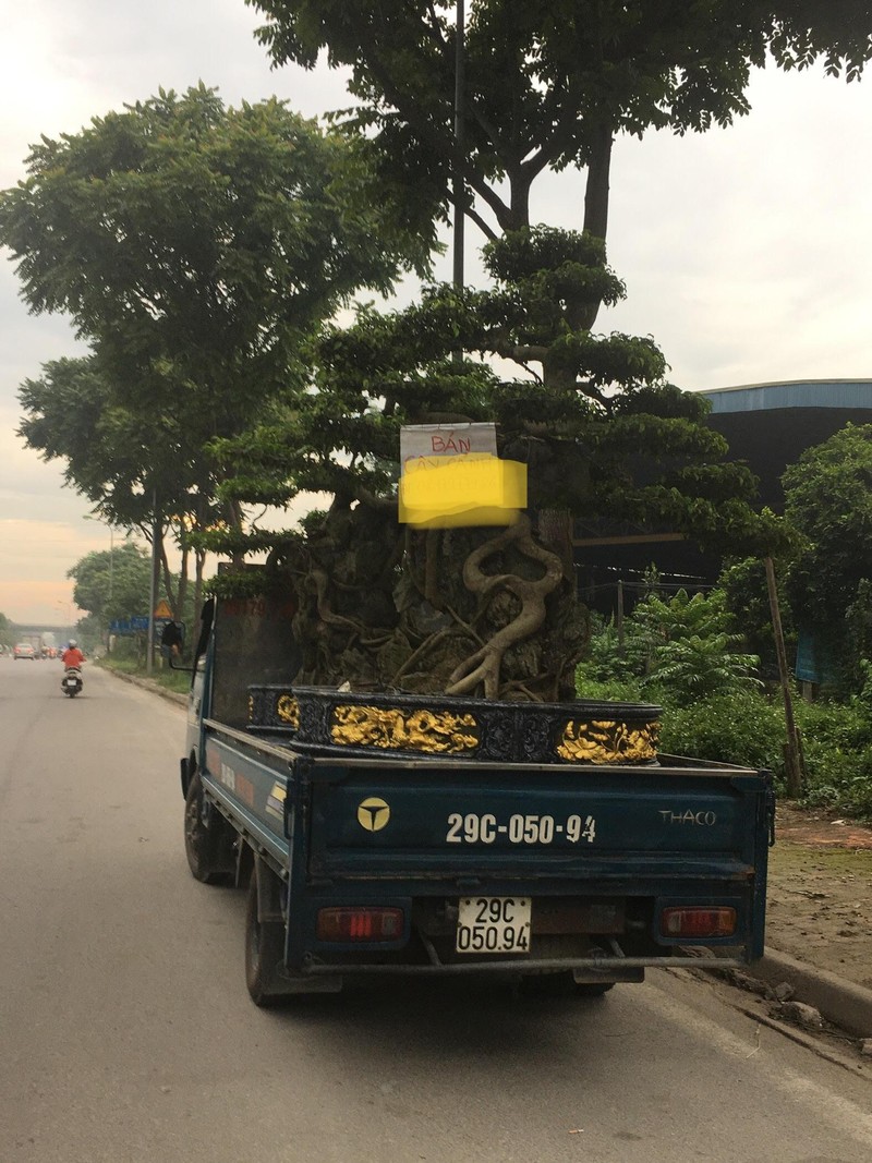 Sieu cay canh tram trieu mot thoi, nay ban rao ve duong gia re