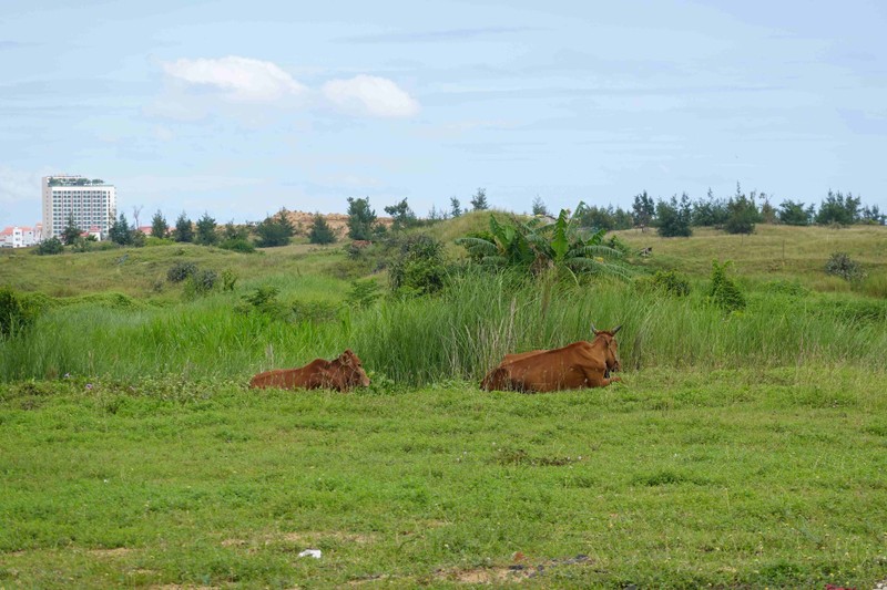 Phu Yen: Du an nghin ty Vuon Phuong Hoang thanh bai chan bo-Hinh-6