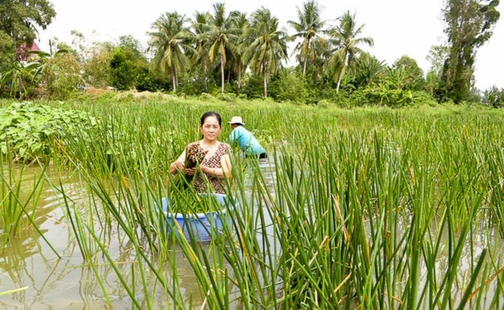 Co dai o mien Tay bong thanh dac san, nong dan “hai” ra tien-Hinh-2