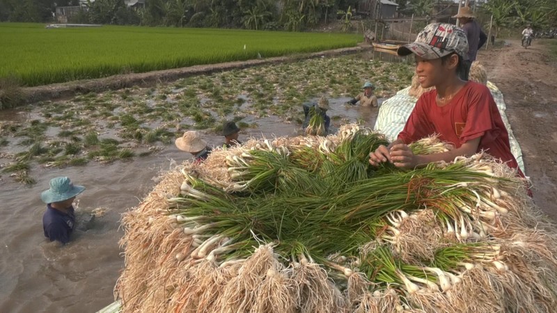 Trong thu cu ban Tet dat nhu tom tuoi, nong dan thu bon tien-Hinh-2