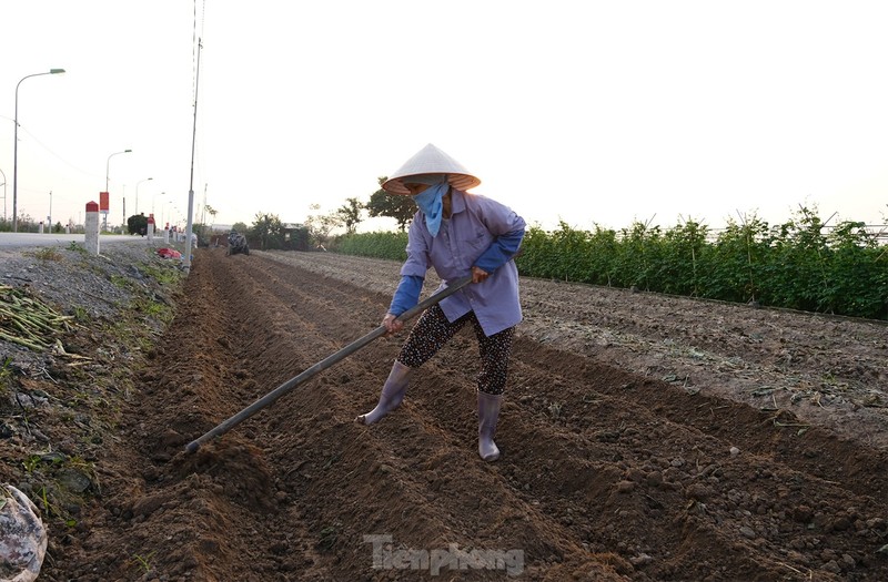 Ngay 8/3 cua nhung nguoi phu nu o lang hoa noi tieng Ha Noi-Hinh-3