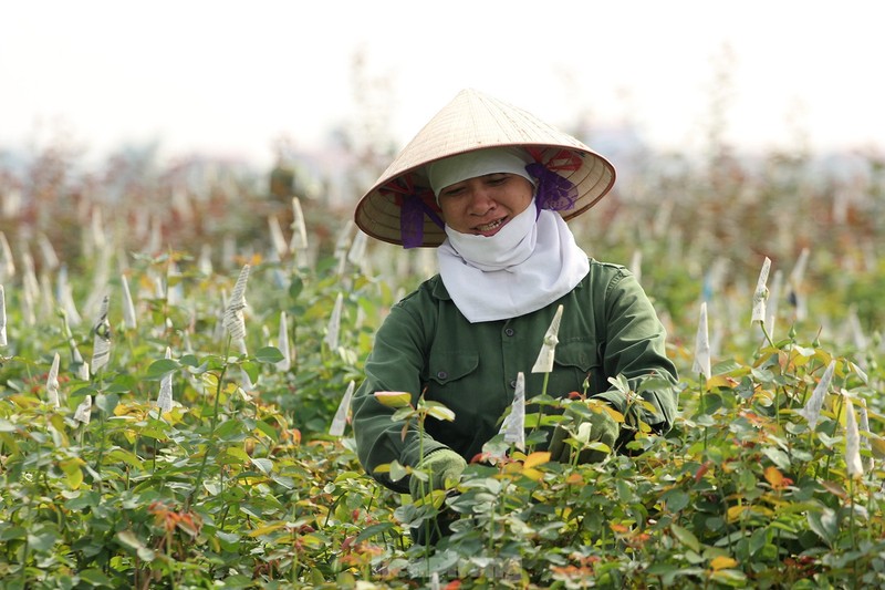 Ngay 8/3 cua nhung nguoi phu nu o lang hoa noi tieng Ha Noi-Hinh-4