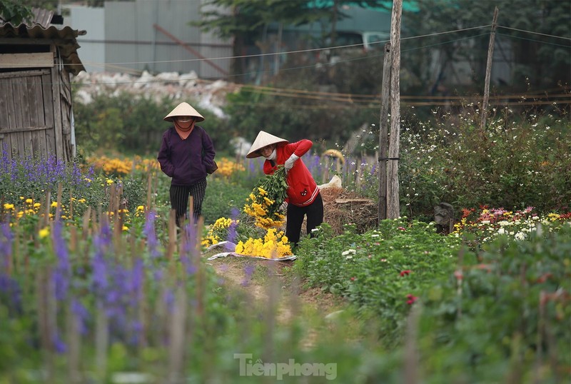 Ngay 8/3 cua nhung nguoi phu nu o lang hoa noi tieng Ha Noi-Hinh-7