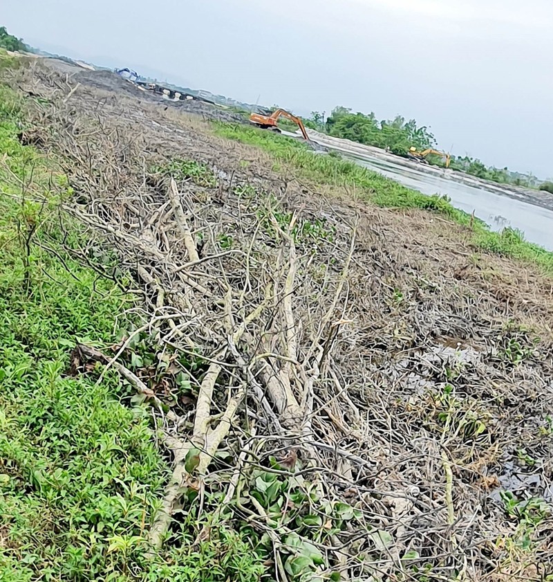 Hue: Hien truong 0,72ha rung ngap man bi san ui lam bo ke-Hinh-7