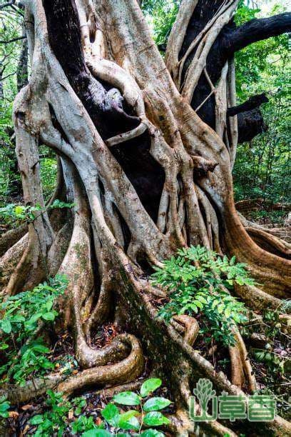 Tai sao khong duoc trong cay da trong nha, phong thuy co tot khong?