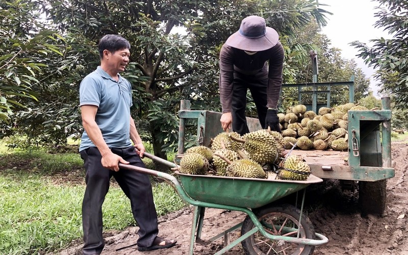 Trong sau rieng vi nhu “cay tien ty o Gia Lai, trai to bu la liet, moi ban da lai 1,7 ty-Hinh-2